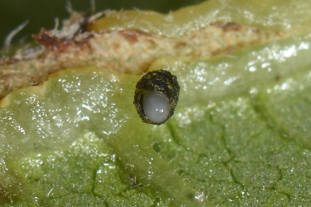 Oomorphus concolor, Chrysomelidae. 